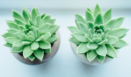 Potted succulent plants
